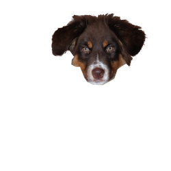 Tête du chien
